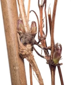 Bosrank (Clematis 'Star Of India') D 16 H 75 Cm -Talen Tools Winkel 8714339253830 1 2