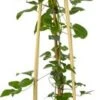 Bosrank (Clematis 'Sylvia Denny') D 16 H 75 Cm 1 Bosrank (Clematis 'Sylvia Denny') D 16 H 75 Cm -Talen Tools Winkel 8714339253939 1 1