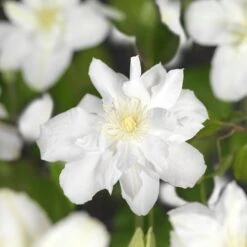 Bosrank (Clematis 'Sylvia Denny') D 16 H 75 Cm -Talen Tools Winkel 8714339253939 2