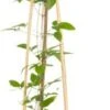 Bosrank (Clematis 'The President') D 16 H 75 Cm -Talen Tools Winkel 8714339254035 1 1