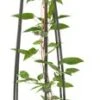 Bosrank (Clematis 'The President') D 23 H 117 Cm -Talen Tools Winkel 8714339254059 1 1