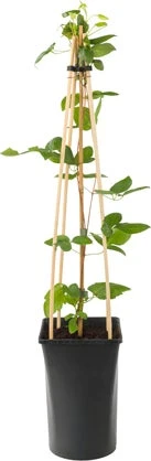 Bosrank (Clematis 'Ville De Lyon') D 16 H 75 Cm