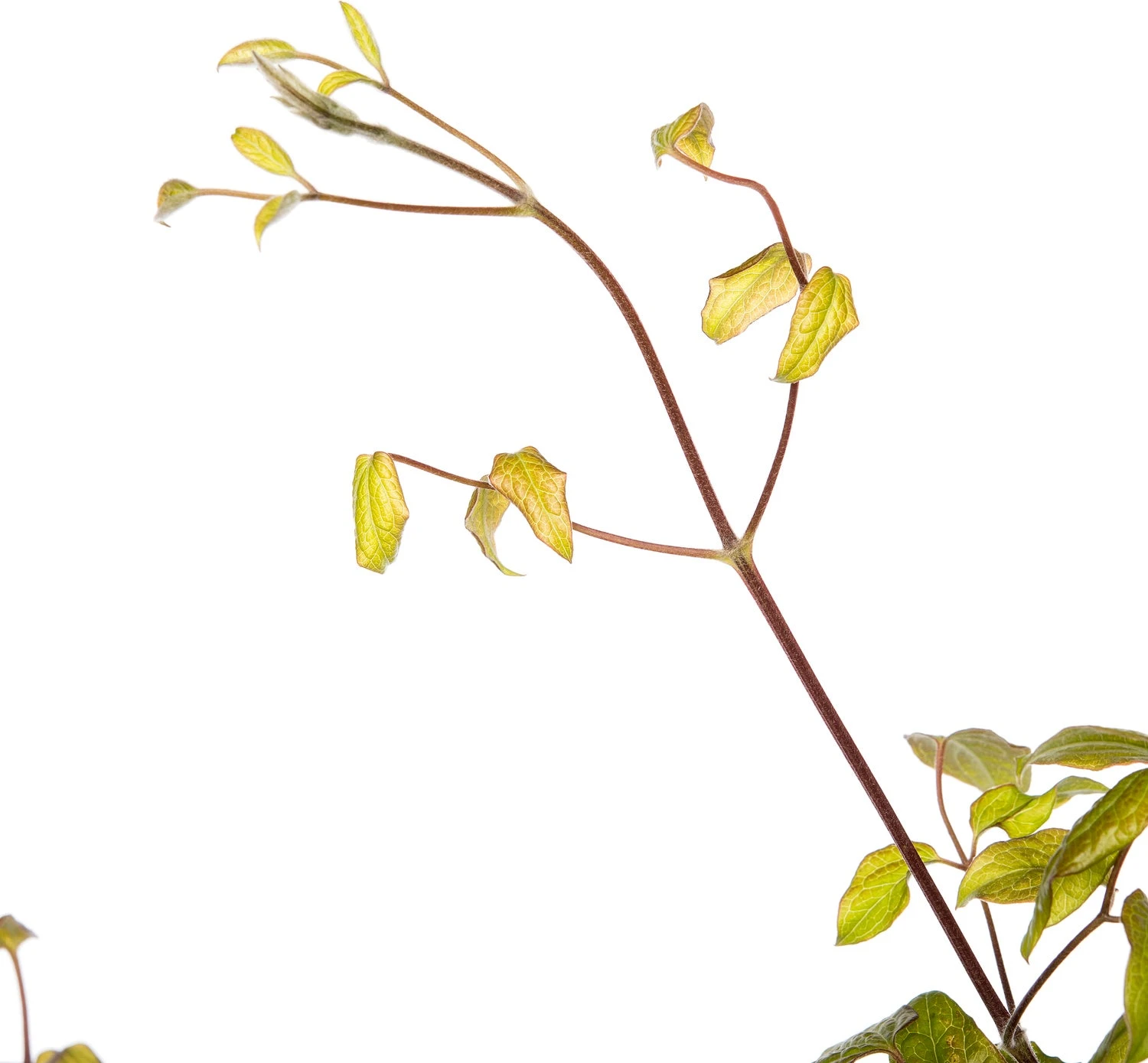 Bosrank (Clematis 'Ville De Lyon') D 16 H 75 Cm 4 Bosrank (Clematis 'Ville De Lyon') D 16 H 75 Cm - Afbeelding 2