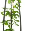Bosrank (Clematis 'Ville De Lyon') D 23 H 117 Cm 1 Bosrank (Clematis 'Ville De Lyon') D 23 H 117 Cm -Talen Tools Winkel 8714339254158 1 1