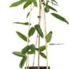 Bosrank (Clematis Armandii) D 16 H 75 Cm -Talen Tools Winkel 8714339255537 1
