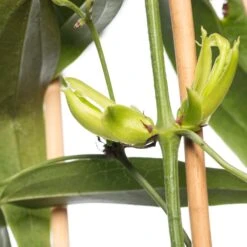 Bosrank (Clematis Armandii) D 16 H 75 Cm -Talen Tools Winkel 8714339255537 1 2