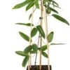 Bosrank (Clematis Armandii) D 23 H 117 Cm -Talen Tools Winkel 8714339255551 1 1