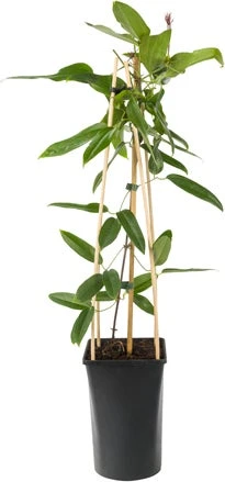 Bosrank (Clematis Armandii) D 23 H 117 Cm