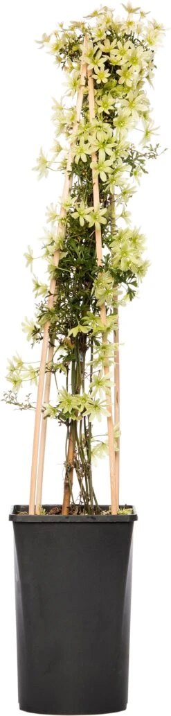 Bosrank (Clematis 'Pixie') D 16 H 75 Cm