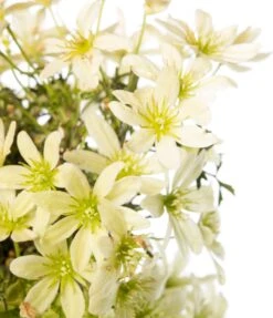 Bosrank (Clematis 'Pixie') D 16 H 75 Cm -Talen Tools Winkel 8714339255933 2