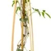Bosrank (Clematis 'Country Rose' PBR) D 16 H 75 Cm -Talen Tools Winkel 8714339256534 1 1