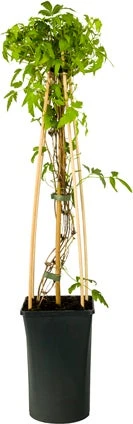 Bosrank (Clematis 'Country Rose' PBR) D 16 H 75 Cm