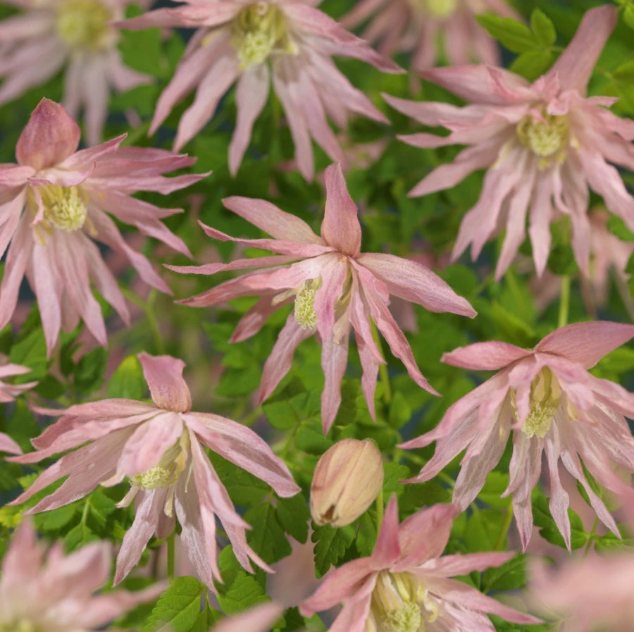 Bosrank (Clematis 'Country Rose' PBR) D 16 H 75 Cm 4 Bosrank (Clematis 'Country Rose' PBR) D 16 H 75 Cm - Afbeelding 2