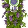 Bosrank (Clematis 'Octopus' PBR) D 16 H 75 Cm -Talen Tools Winkel 8714339256831 0