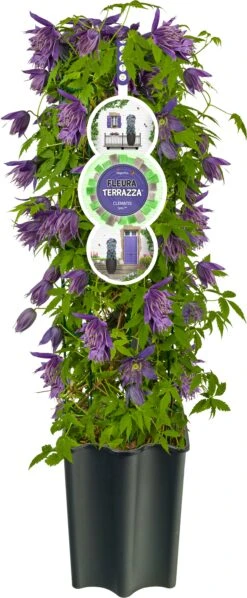 Bosrank (Clematis 'Octopus' PBR) D 16 H 75 Cm