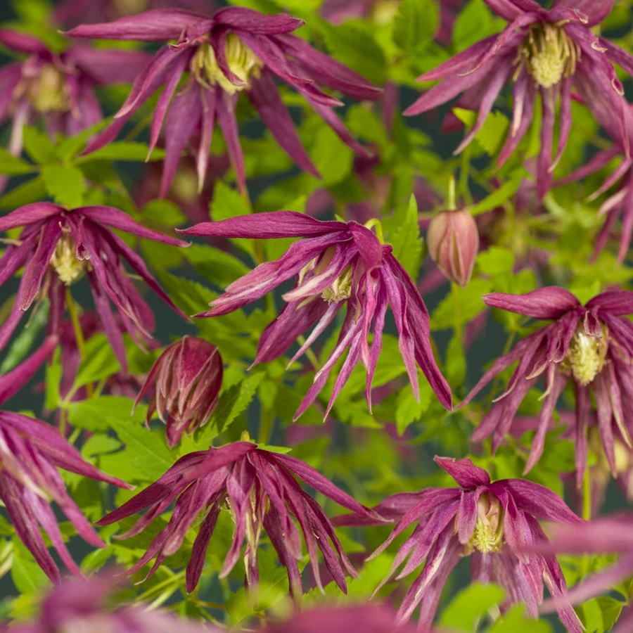 Bosrank (Clematis 'Octopus' PBR) D 16 H 75 Cm 5 Bosrank (Clematis 'Octopus' PBR) D 16 H 75 Cm - Afbeelding 3