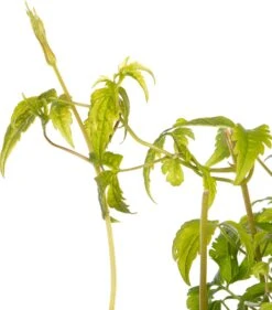 Bosrank (Clematis 'Spiky') D 16 H 75 Cm -Talen Tools Winkel 8714339256930 2