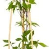 Bosrank (Clematis Montana 'Fragrant Spring') D 16 H 75 Cm -Talen Tools Winkel 8714339257135 1