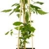 Bosrank (Clematis Montana 'Grandiflora') D 16 H 75 Cm -Talen Tools Winkel 8714339257234 1
