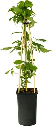 Bosrank (Clematis Montana 'Grandiflora') D 16 H 75 Cm