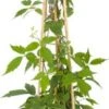Bosrank (Clematis Montana 'Rubens') D 23 H 117 Cm -Talen Tools Winkel 8714339257654 1 3 1