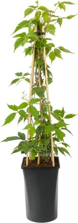 Bosrank (Clematis Montana 'Rubens') D 23 H 117 Cm