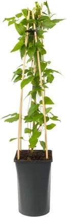 Bosrank (Clematis Viticella 'Etoile Violette') D 16 H 75 Cm