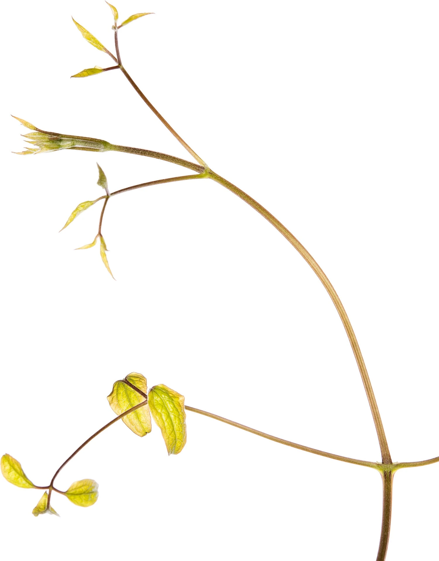 Bosrank (Clematis Viticella 'Etoile Violette') D 16 H 75 Cm 4 Bosrank (Clematis Viticella 'Etoile Violette') D 16 H 75 Cm - Afbeelding 2