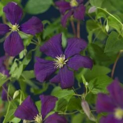 Bosrank (Clematis Viticella 'Etoile Violette') D 16 H 75 Cm 7 Bosrank (Clematis Viticella 'Etoile Violette') D 16 H 75 Cm -Talen Tools Winkel 8714339258330 4