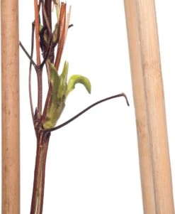 Bosrank (Clematis Viticella 'Polish Spirit') D 16 H 75 Cm -Talen Tools Winkel 8714339258538 1 2