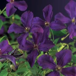 Bosrank (Clematis Viticella 'Polish Spirit') D 16 H 75 Cm -Talen Tools Winkel 8714339258538 4