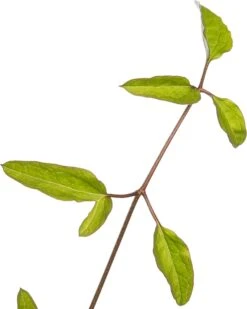 Bosrank (Clematis Viticella 'Rubra') D 16 H 75 Cm -Talen Tools Winkel 8714339258736 2