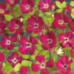 Bosrank (Clematis Viticella 'Rubra') D 16 H 75 Cm -Talen Tools Winkel 8714339258736 4