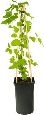 Bosrank (Clematis 'Paul Farges') D 16 H 90 Cm