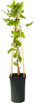 Bosrank (Clematis 'Sparkling Star') D 16 H 75 Cm 3 Bosrank (Clematis 'Sparkling Star') D 16 H 75 Cm