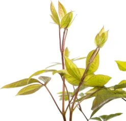 Bosrank (Clematis 'Sparkling Star') D 16 H 75 Cm 6 Bosrank (Clematis 'Sparkling Star') D 16 H 75 Cm -Talen Tools Winkel 8714339258934 2