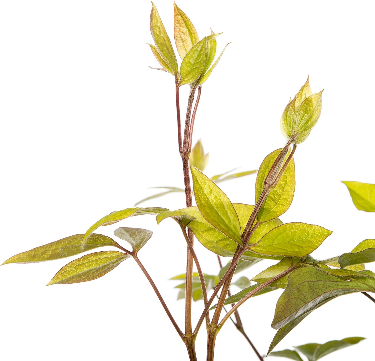 Bosrank (Clematis 'Sparkling Star') D 16 H 75 Cm 4 Bosrank (Clematis 'Sparkling Star') D 16 H 75 Cm - Afbeelding 2