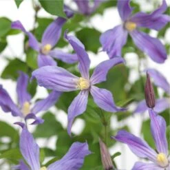 Bosrank (Clematis 'Sparkling Star') D 16 H 75 Cm 7 Bosrank (Clematis 'Sparkling Star') D 16 H 75 Cm -Talen Tools Winkel 8714339258934 4