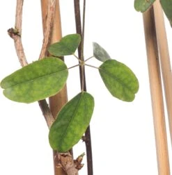 Schijnaugurk (Akebia Quinata) D 16 H 75 Cm -Talen Tools Winkel 8714339259238 2