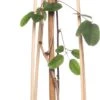 Schijnaugurk (Akebia Quinata) D 16 H 75 Cm 2 Schijnaugurk (Akebia Quinata) D 16 H 75 Cm -Talen Tools Winkel 8714339259238 1