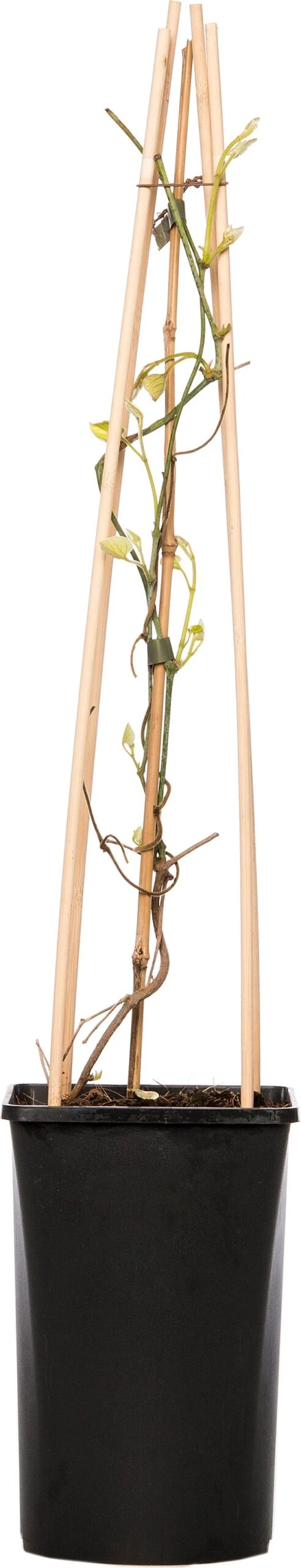 Duitse Pijp (Aristolochia Durior 'Macrophylla') D 16 H 75 Cm 3 Duitse Pijp (Aristolochia Durior 'Macrophylla') D 16 H 75 Cm