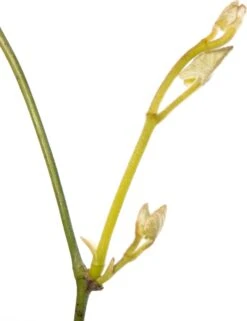 Duitse Pijp (Aristolochia Durior 'Macrophylla') D 16 H 75 Cm 5 Duitse Pijp (Aristolochia Durior 'Macrophylla') D 16 H 75 Cm -Talen Tools Winkel 8714339259337 2