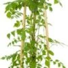 Trompetbloem (Campsis Radicans) D 16 H 75 Cm -Talen Tools Winkel 8714339259436 1 1