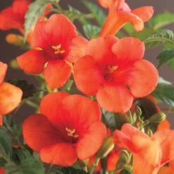 Trompetbloem (Campsis Radicans) D 16 H 75 Cm -Talen Tools Winkel 8714339259436 2