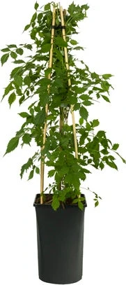 Trompetbloem (Campsis X Tagliabuana 'Madame Galen') D 16 H 75 Cm