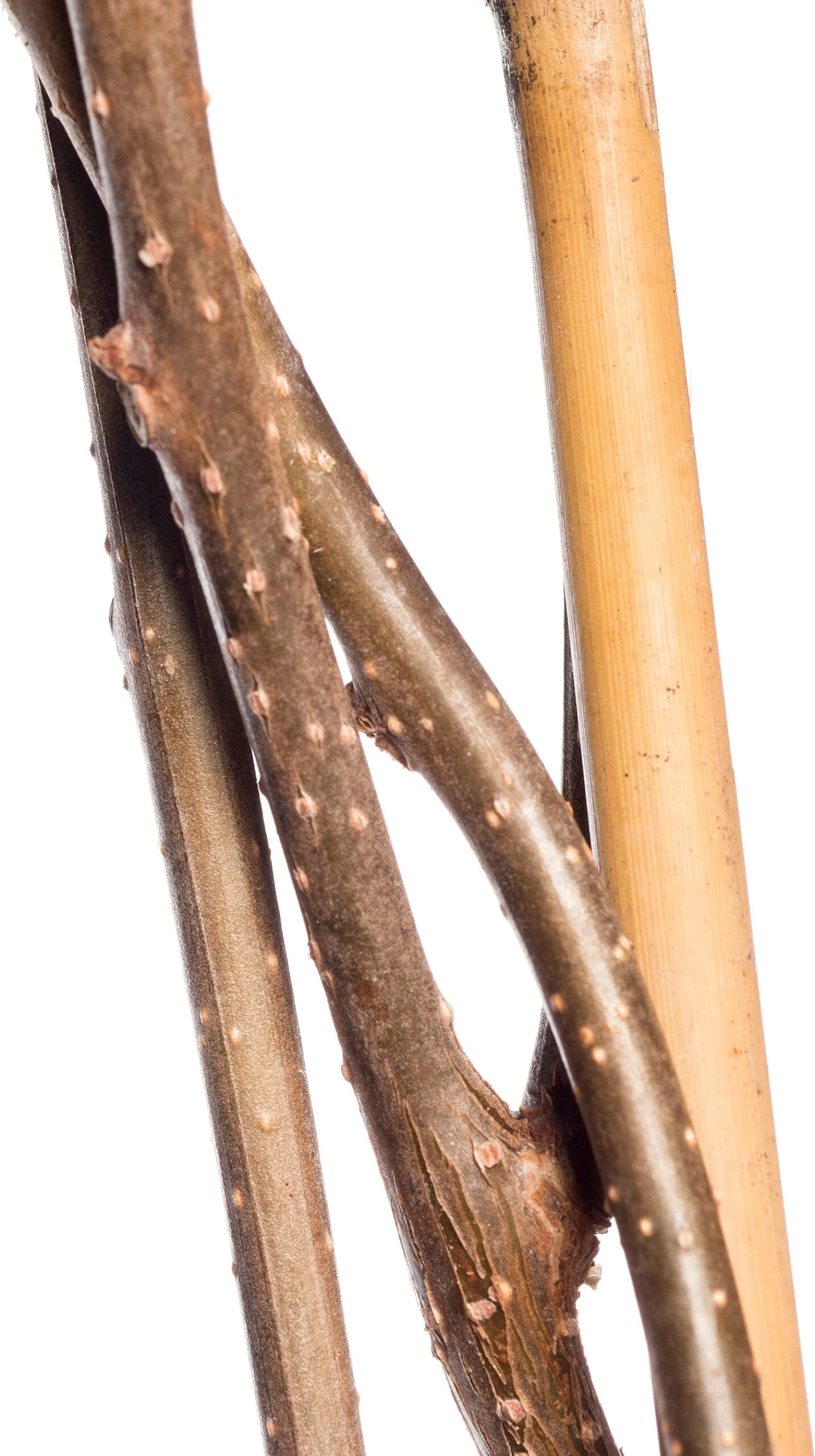 Boomwurger (Celastrus Orbiculatus 'Hermaphroditus') D 16 H 75 Cm 4 Boomwurger (Celastrus Orbiculatus 'Hermaphroditus') D 16 H 75 Cm - Afbeelding 2