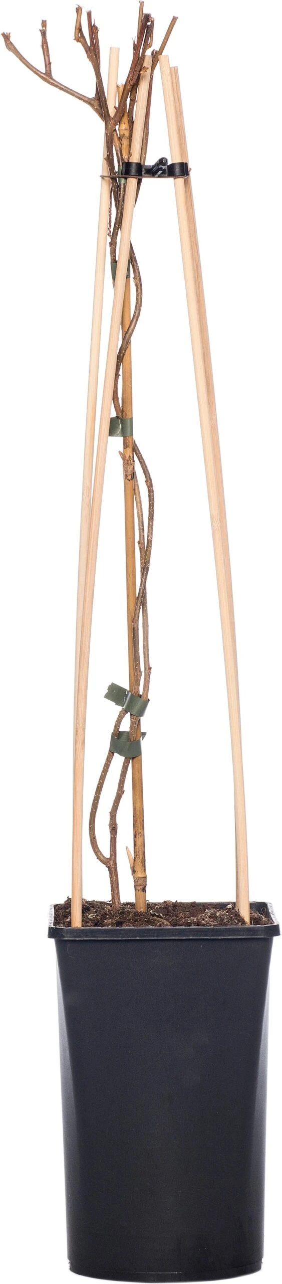 Boomwurger (Celastrus Orbiculatus 'Hermaphroditus') D 16 H 75 Cm 3 Boomwurger (Celastrus Orbiculatus 'Hermaphroditus') D 16 H 75 Cm