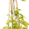 Bruidssluier (Fallopia Aubertii) D 16 H 75 Cm -Talen Tools Winkel 8714339260234