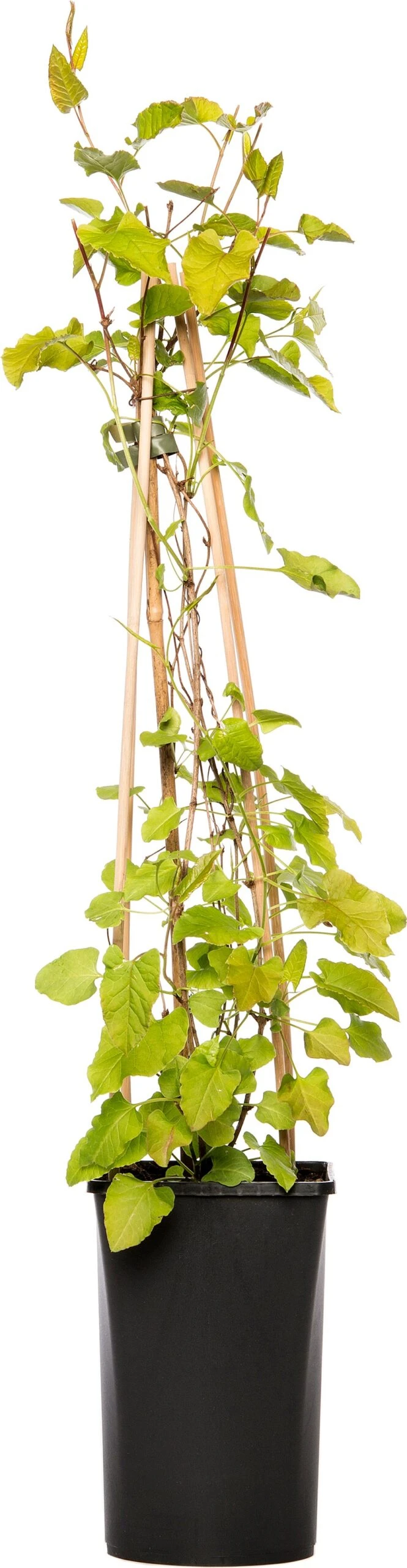 Bruidssluier (Fallopia Aubertii) D 16 H 75 Cm 3 Bruidssluier (Fallopia Aubertii) D 16 H 75 Cm