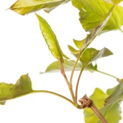 Bruidssluier (Fallopia Aubertii) D 16 H 75 Cm 5 Bruidssluier (Fallopia Aubertii) D 16 H 75 Cm -Talen Tools Winkel 8714339260234 2